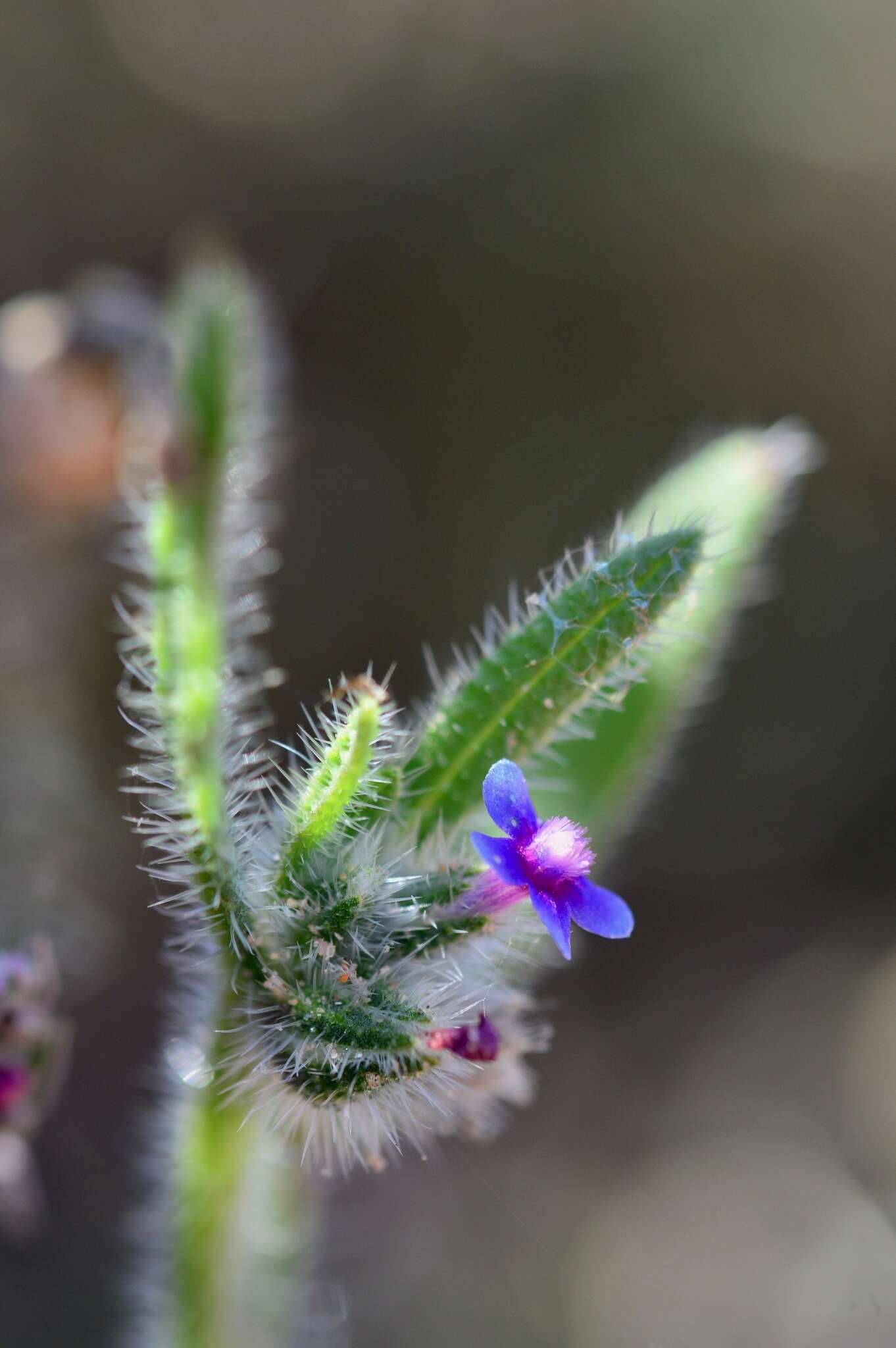 Image of Hormuzakia aggregata (Lehm.) Gusuleac