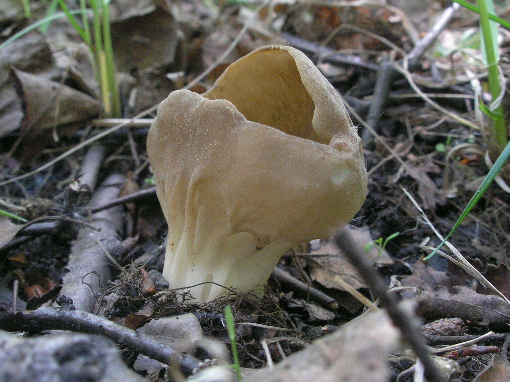 Plancia ëd Helvella costifera Nannf. 1953