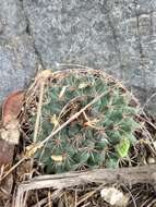 Image of Mammillaria sonorensis R. T. Craig