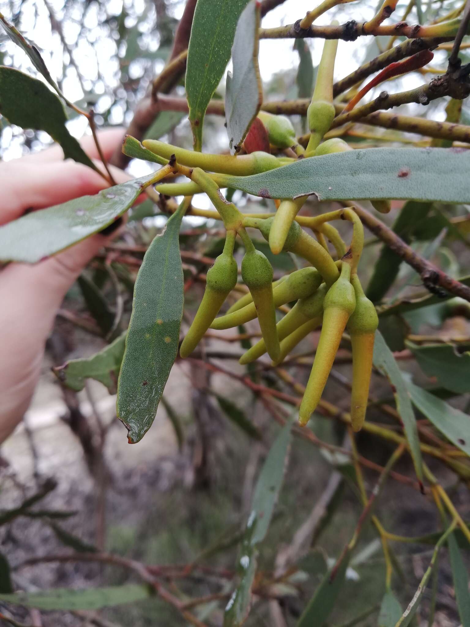 Image of Eucalyptus tenera L. A. S. Johnson & K. D. Hill