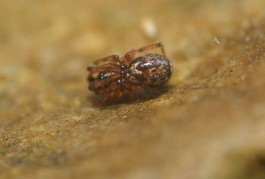 Image of Enoplognatha mandibularis (Lucas 1846)