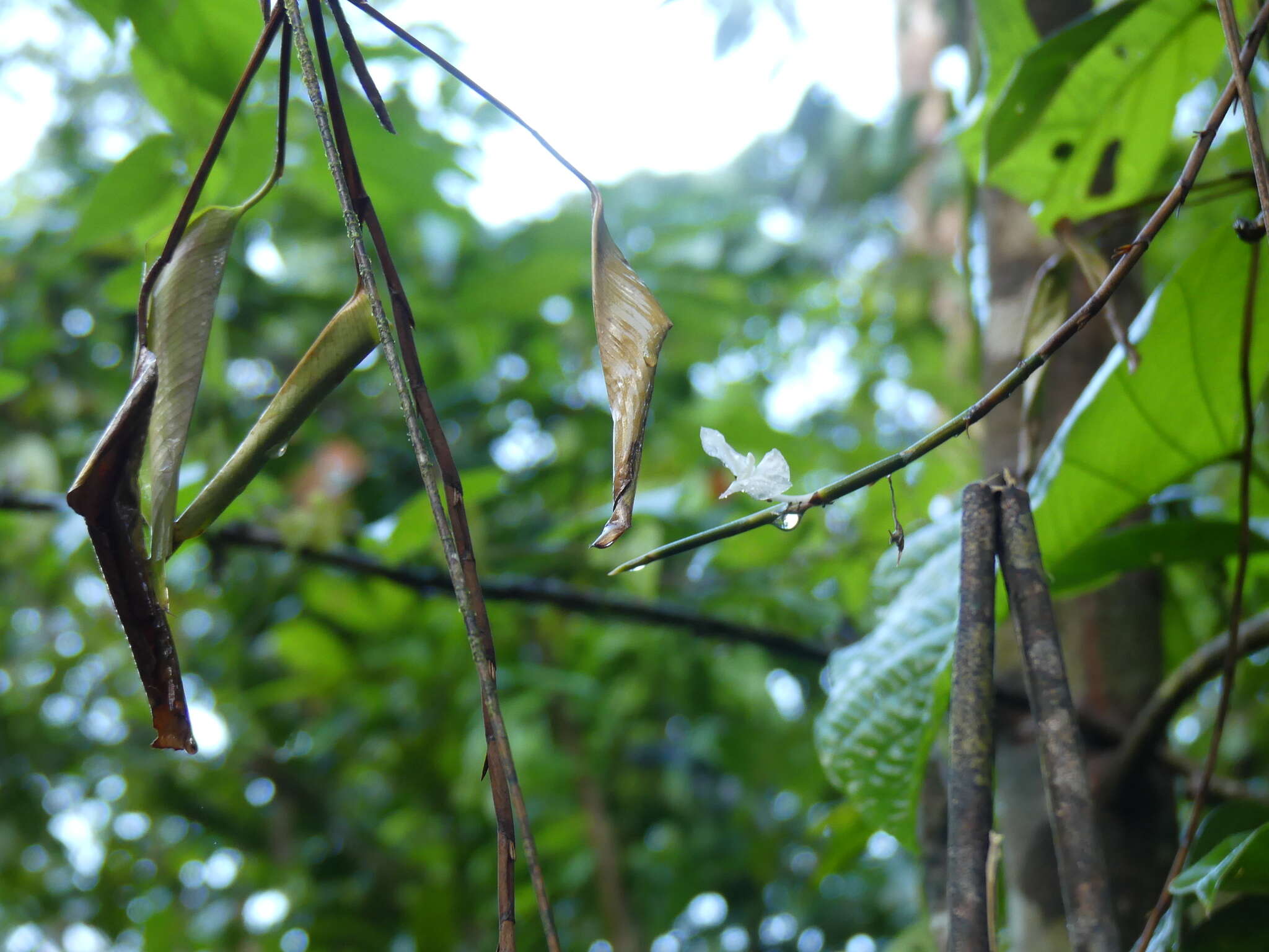 Plancia ëd Ischnosiphon centricifolius L. Andersson