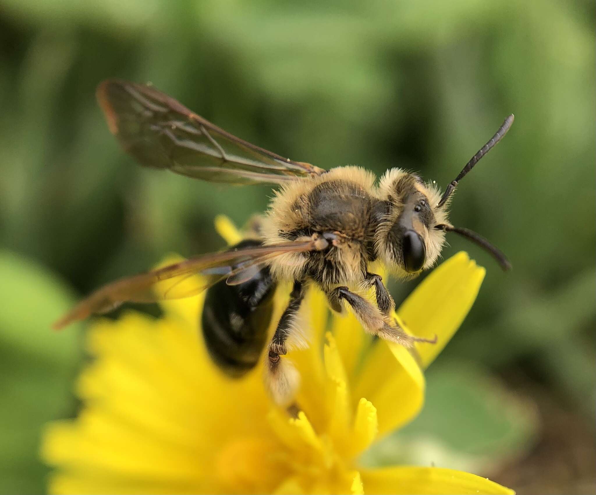 Image of Barbara's Andrena