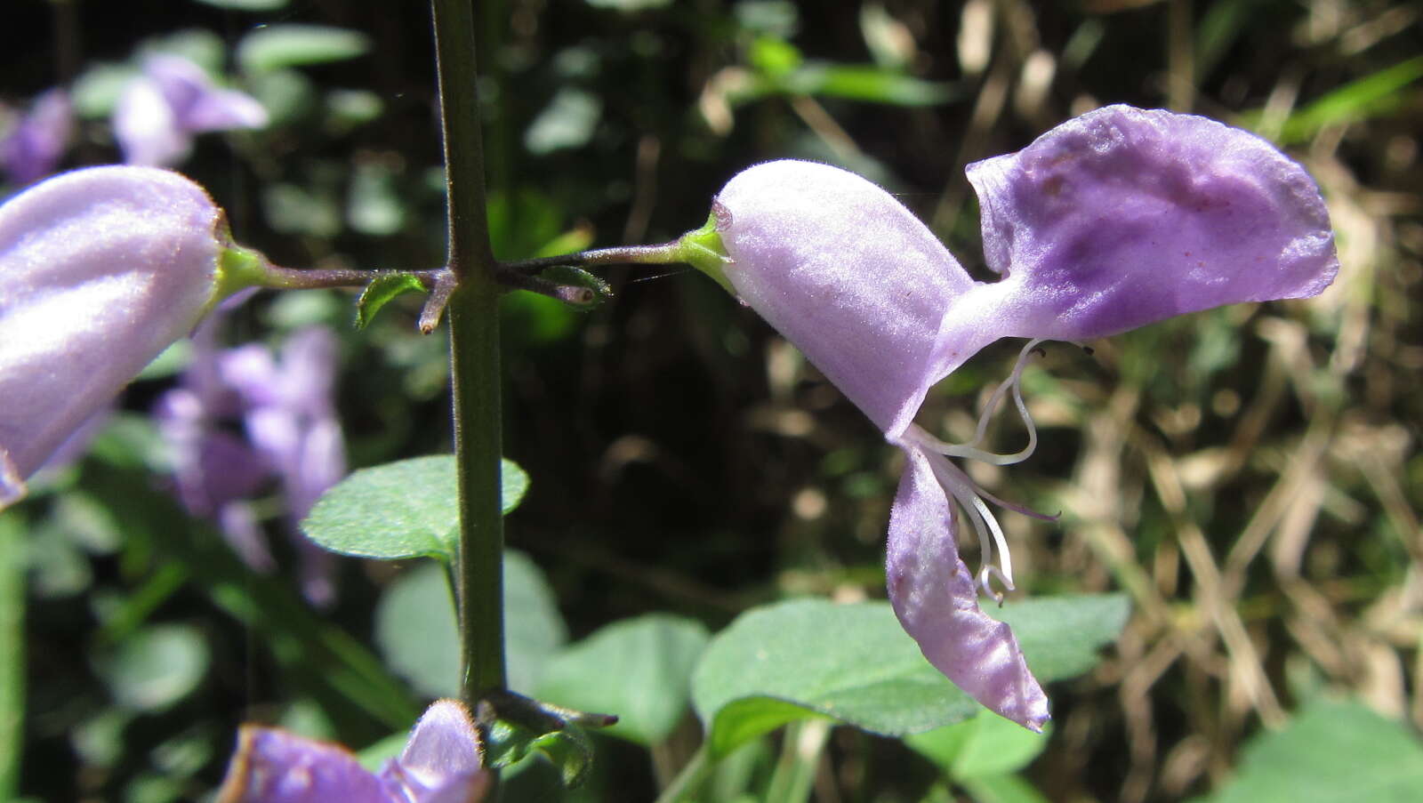 Image de Plectranthus saccatus subsp. saccatus