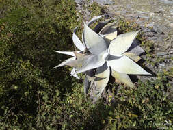 Image of Silvery agave