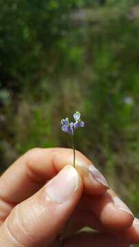 Image of northern bluethread