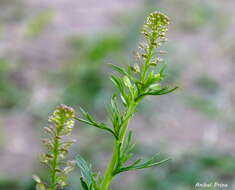 Image of Argentine pepperwort