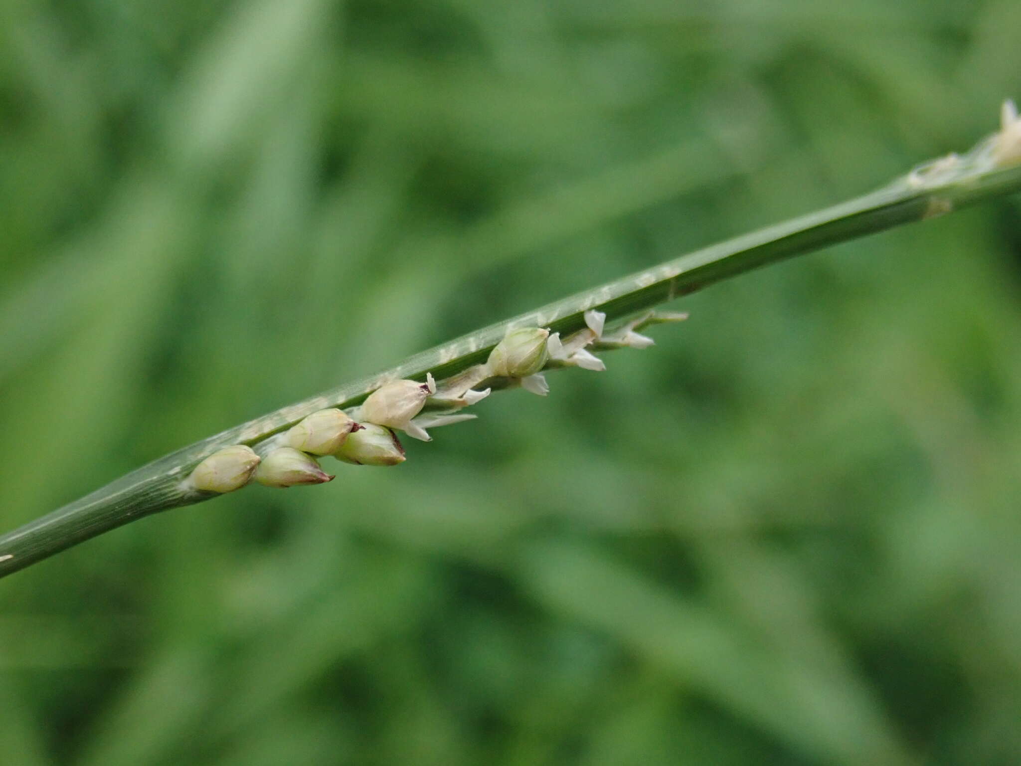 Image of Setaria flavida (Retz.) Veldkamp