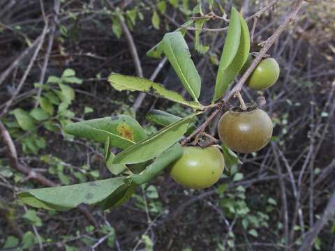 Слика од Diospyros californica (Brandegee) I. M. Johnst.