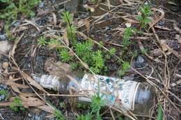 Image of White bedstraw