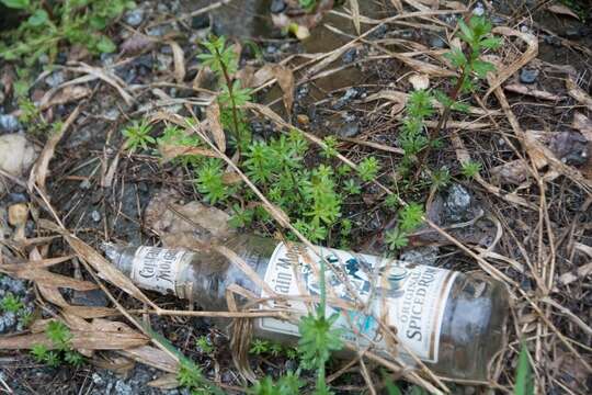 Image of White bedstraw