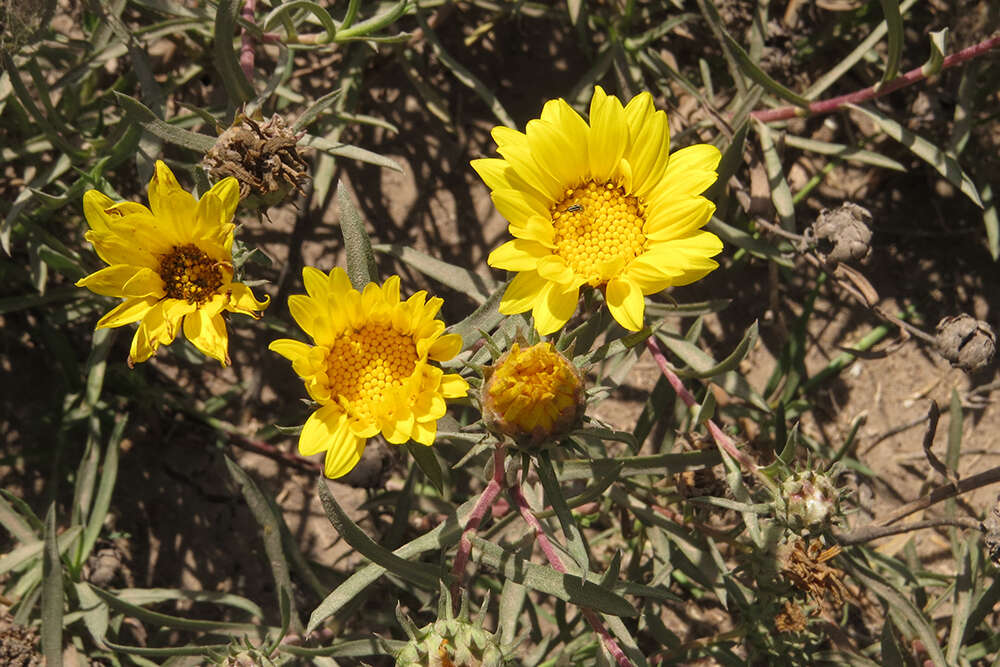 Image of Grindelia scorzonerifolia Hook. & Arn.