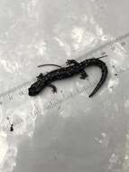 Image of Black Salamander