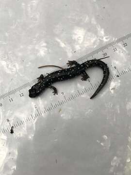 Image of Black Salamander