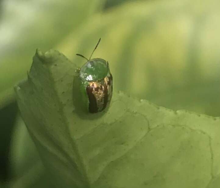 Image of Cassida (Crepidaspis) compuncta (Boheman 1855)