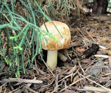 Image of Agaricus nanaugustus Kerrigan 2016