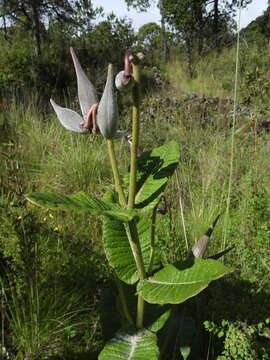 Image of Asclepias otarioides E. Fourn.