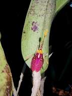 Image of Fly-carrying Restrepia