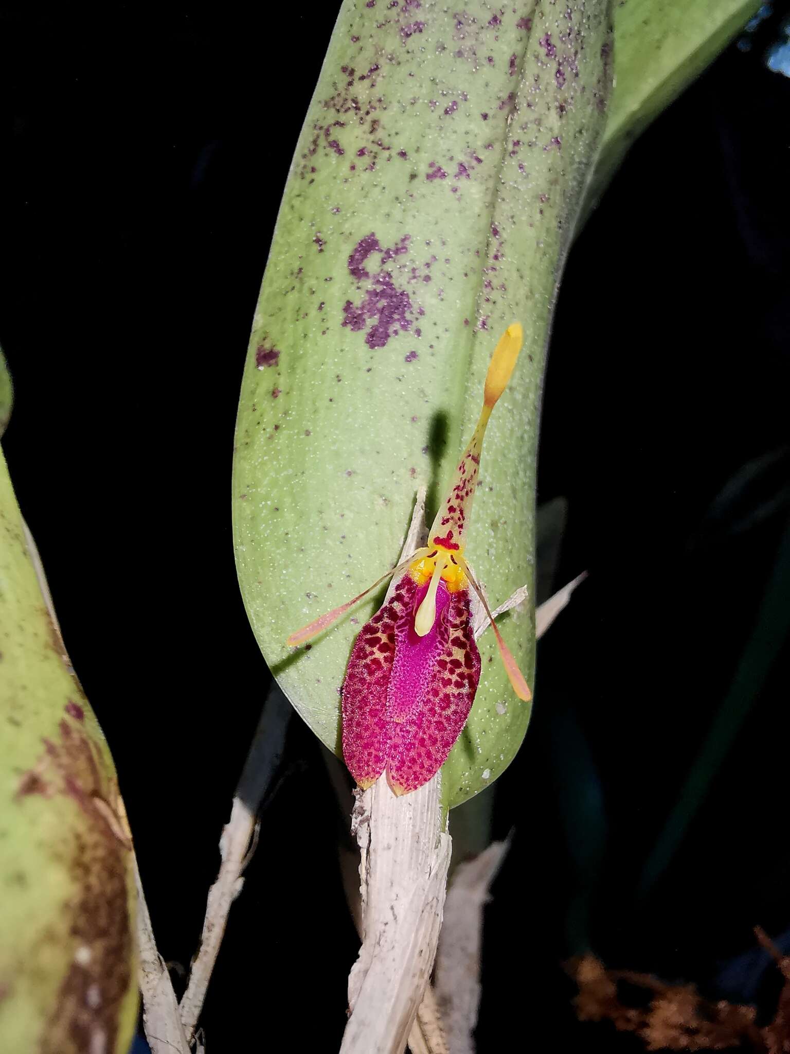 Plancia ëd Restrepia muscifera (Lindl.) Rchb. fil. ex Lindl.