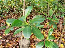 Image of Mangrove