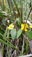 Image of Hibbertia scandens (Willd.) Gilg