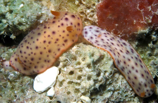 Image of Chromodoris aspersa (Gould 1852)