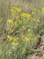 Image of Senecio inornatus DC.