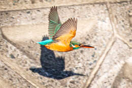 Image of Alcedo atthis bengalensis Gmelin & JF 1788