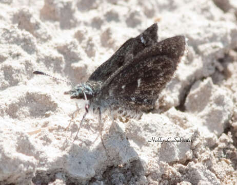 Image of Hesperopsis alpheus Edwards 1876