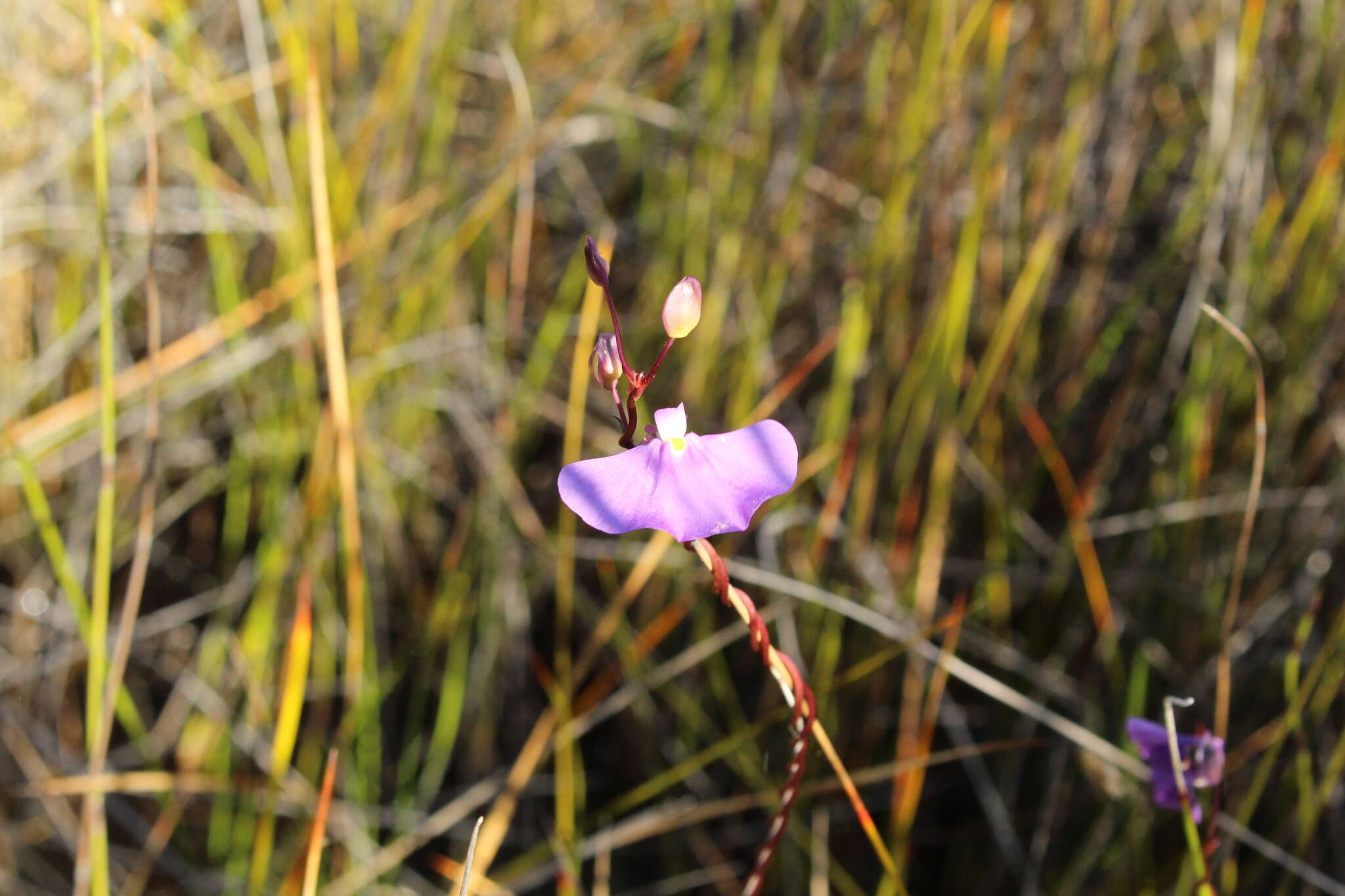 Image de Utricularia volubilis R. Br.