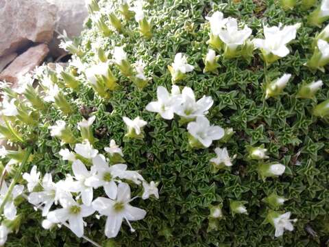 Image of Arenaria tetraquetra L.