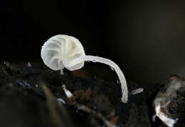 Image of Hemimycena tortuosa (P. D. Orton) Redhead 1980