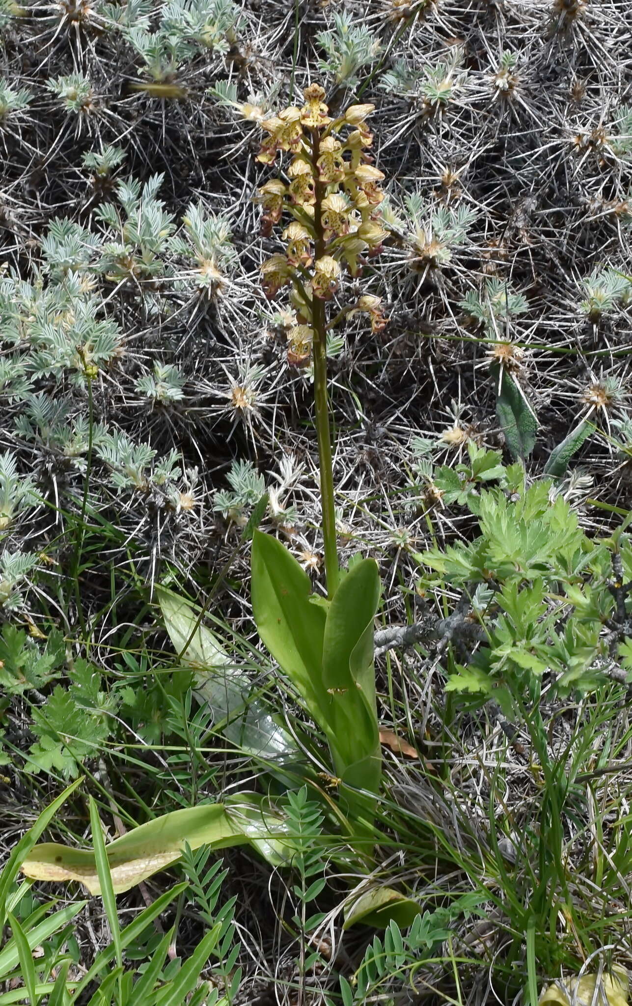 Image of Orchis wulffiana Soó