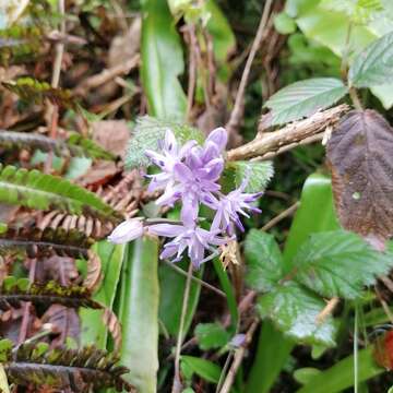 Image of Scilla lilio-hyacinthus L.