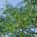 Imagem de Aralia soratensis Marchal