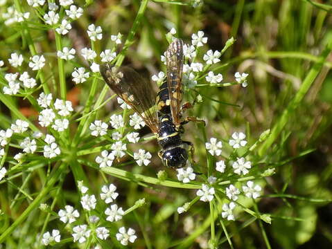 Image of Myzinum carolinianum (Panzer 1806)