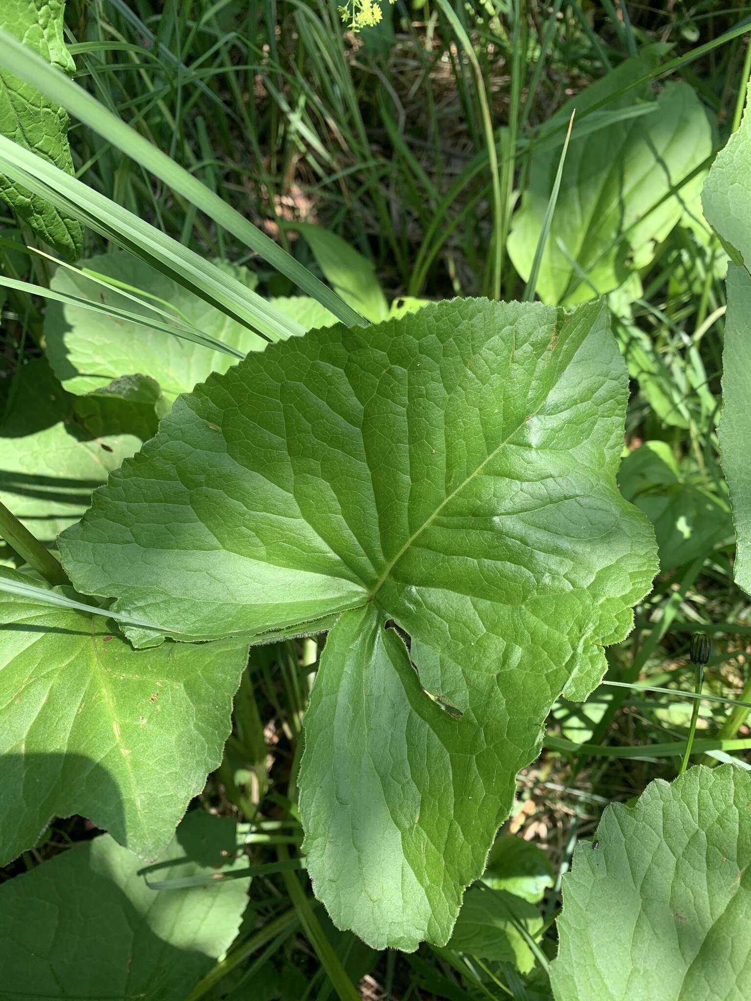 Image of Ligularia subsagittata Pojark.