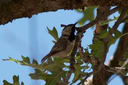 Image of Mountain Chickadee