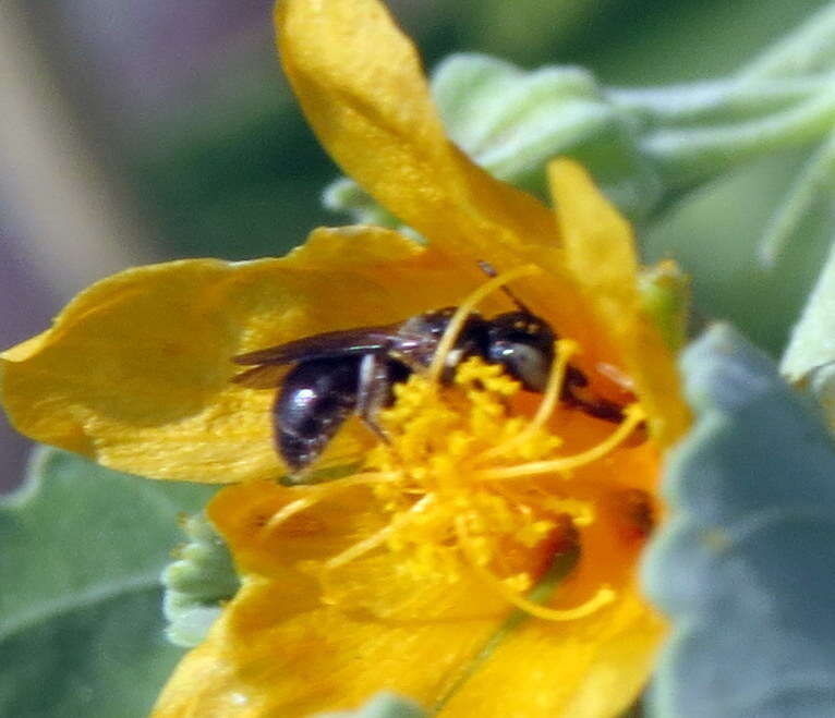 Image de Ceratina dentipes Friese 1914