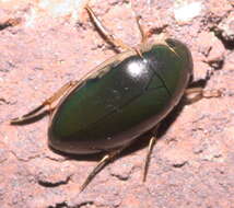 Слика од Tropisternus (Tropisternus) lateralis nimbatus (Say 1823)