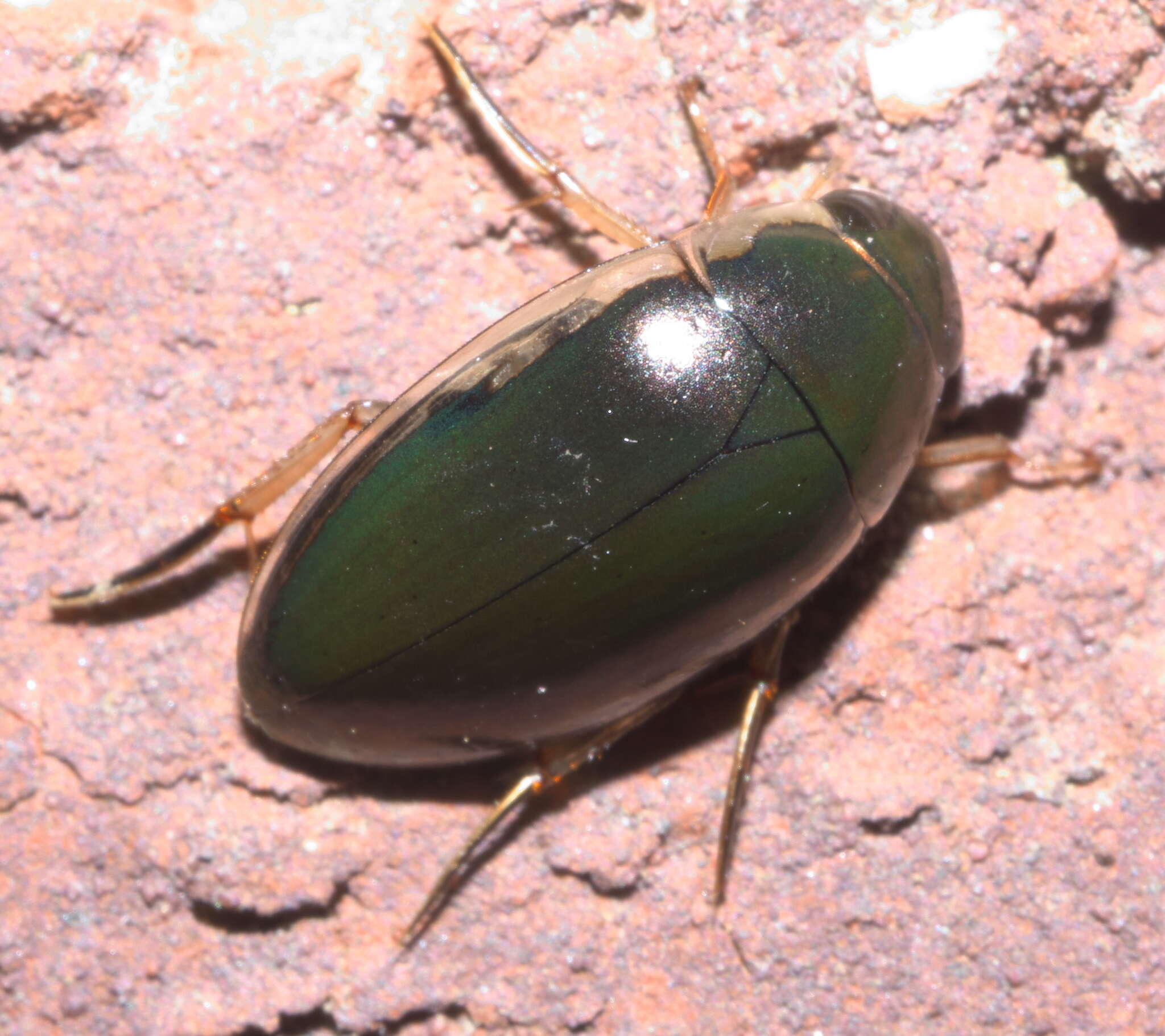 Image of Tropisternus (Tropisternus) lateralis nimbatus (Say 1823)