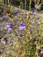 Image of bunchleaf penstemon