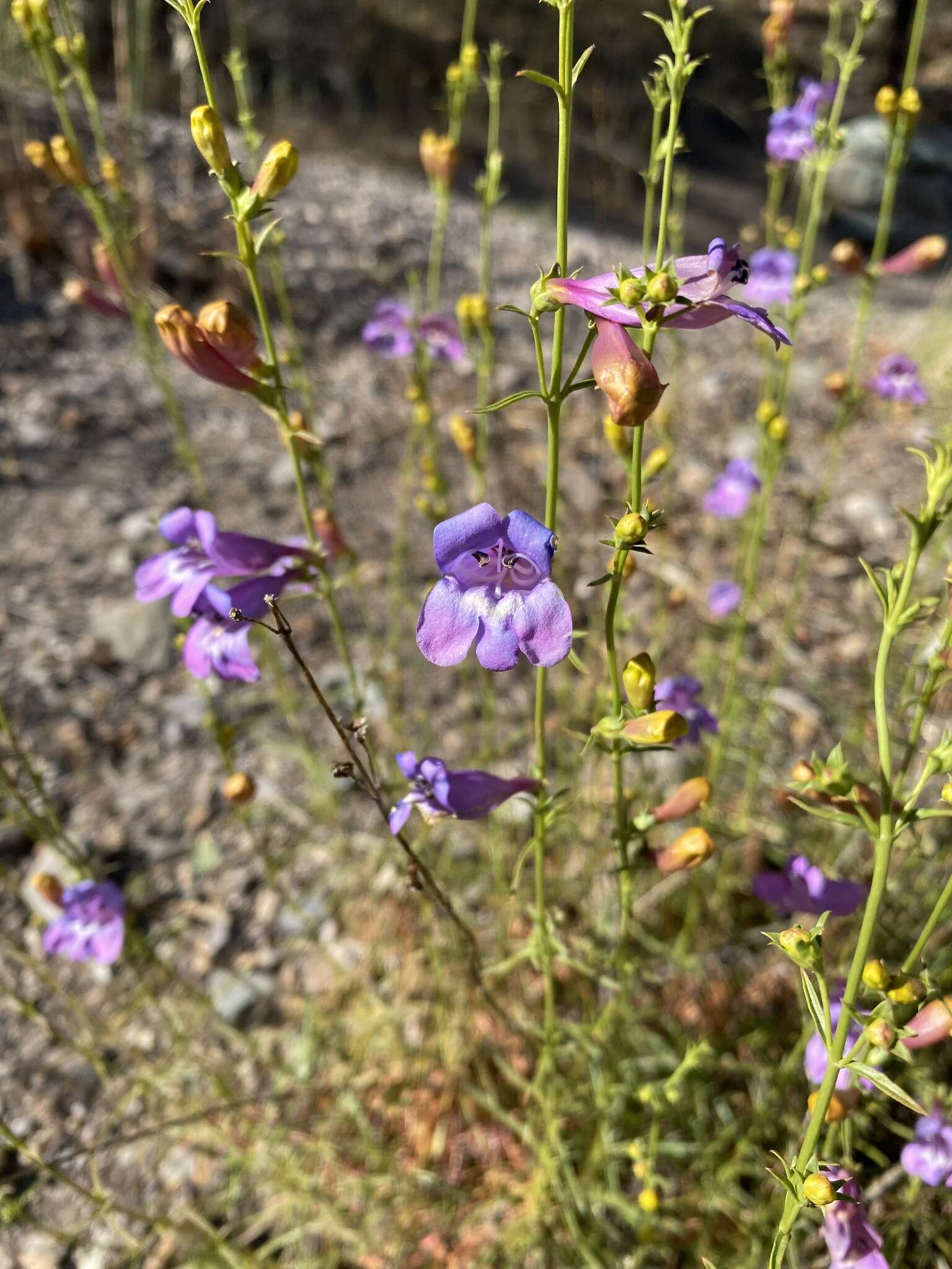 Image of bunchleaf penstemon