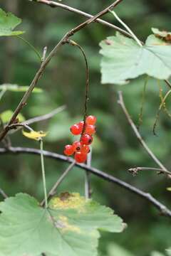 Sivun Ribes mandshuricum (Maxim.) Kom. kuva