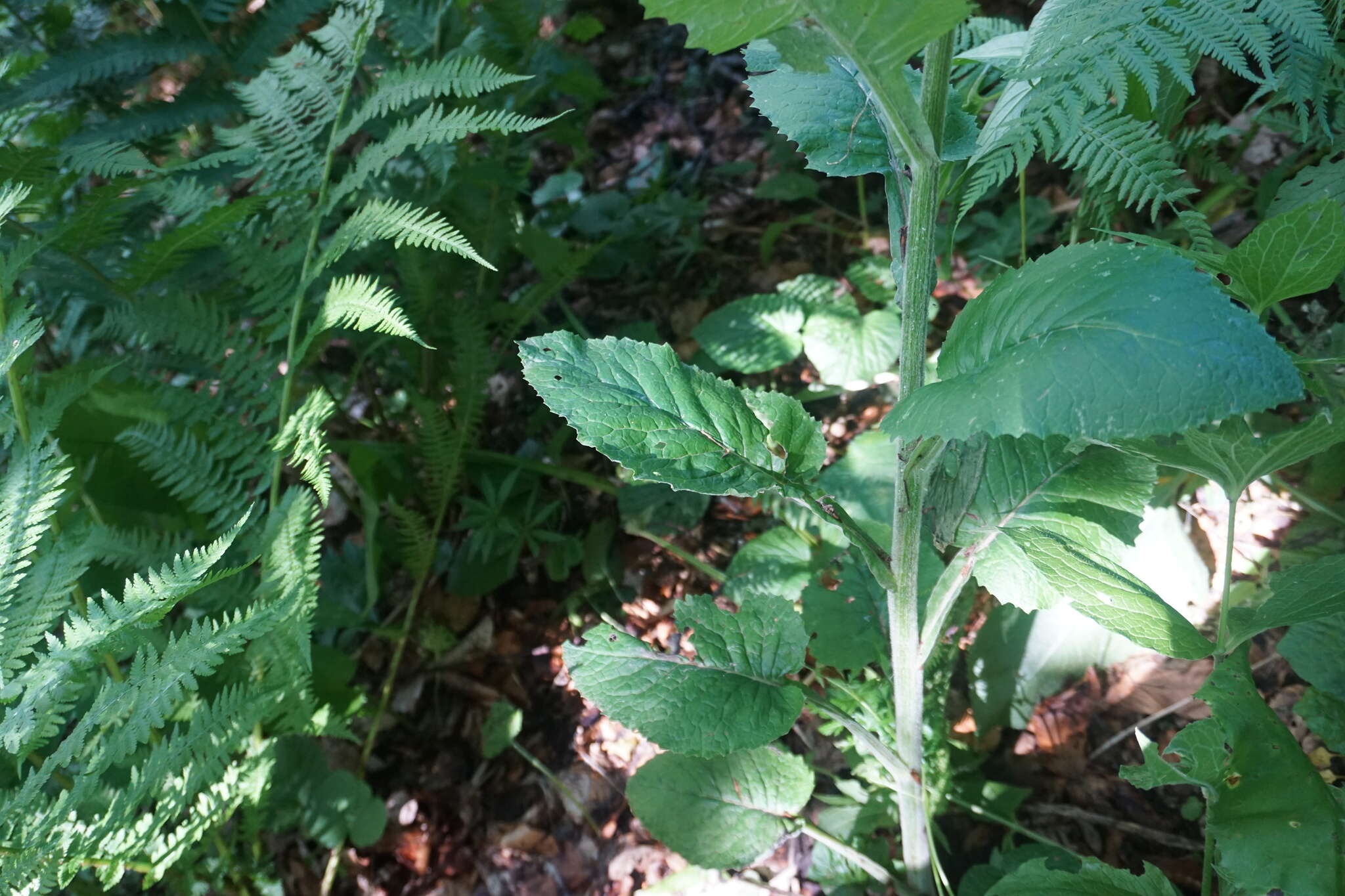 Image of Tephroseris cladobotrys subsp. cladobotrys