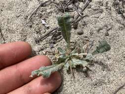 Image of cottonheads