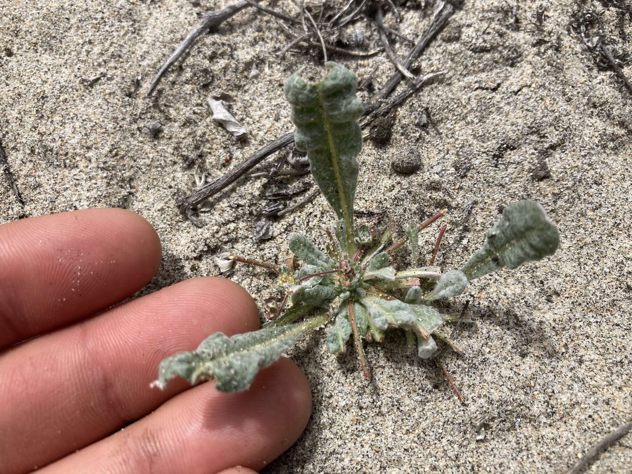 Image of cottonheads