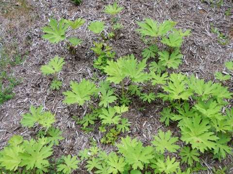 Petasites frigidus var. palmatus (Ait.) Cronq.的圖片