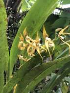 Image of Brassia warszewiczii Rchb. fil.