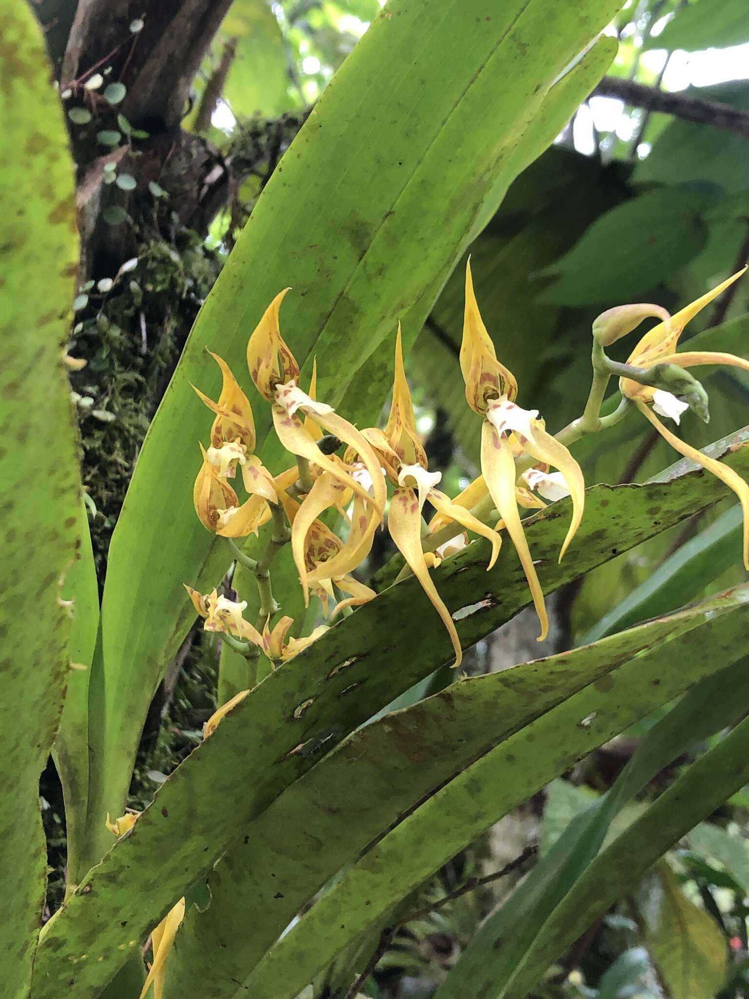 Image of Brassia warszewiczii Rchb. fil.